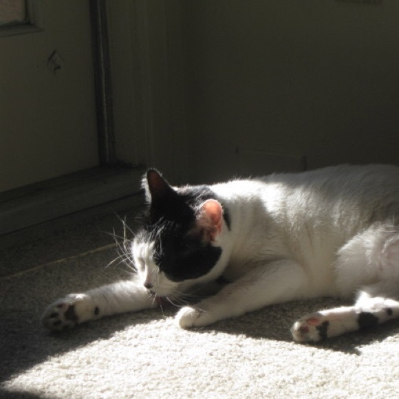 Meet your Posher, Grace - Picture 1 of 1